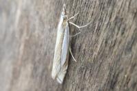 Crambus pascuella
