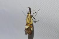 Alabonia geoffrella