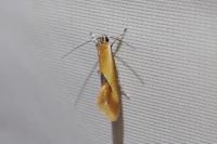 Batia lunaris