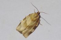 Choristoneura hebenstreitella