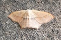 Scopula imitaria