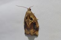 Archips crataegana