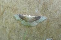 Idaea degeneraria
