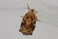 Archips xylosteana
