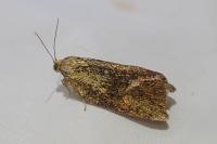 Ptycholoma lecheana