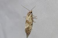 Cochylis molliculana