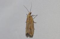 Bactra lancealana
