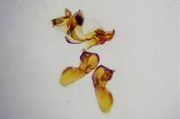 Bactra lancealana