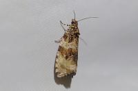 Orthotaenia undulana