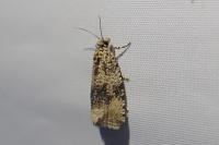 Celypha lacunana