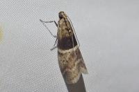 Elegia atrifasciella