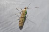 Homoeosoma sinuella