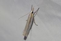 Crambus pascuella