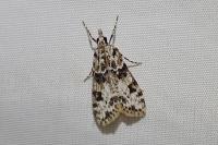 Eudonia delunella