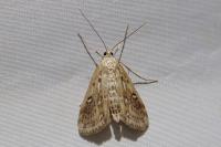 Parapoynx stratiotata