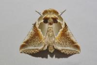 Habrosyne pyritoides