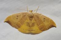 Watsonalla binaria