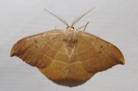 Watsonalla uncinula