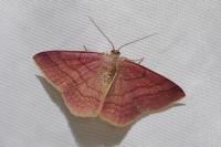 Scopula rubiginata
