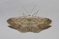 Idaea seriata