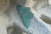 Hemithea aestivaria