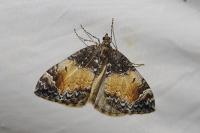 Dysstroma truncata