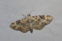 Eupithecia pulchellata