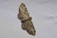 Pasiphila chloerata