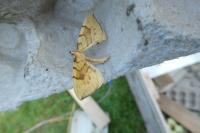 Gandaritis pyraliata