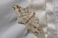 Macaria alternata