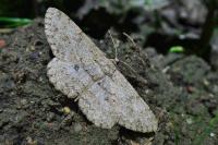 Hypomecis punctinalis