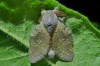 Stauropus fagi