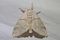 Calliteara pudibunda