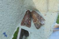 Lacanobia oleracea