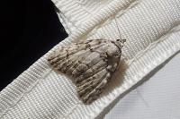 Meganola strigula