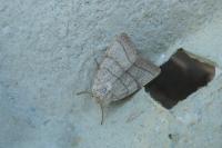 Charanyca trigrammica