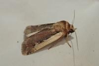 Ochropleura plecta