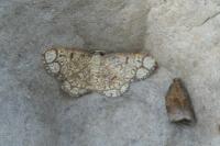 Stegania cararia