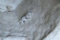 Eudonia delunella