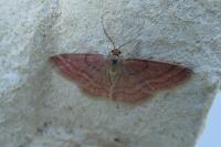 Scopula rubiginata