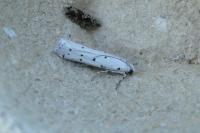 Myelois circumvoluta