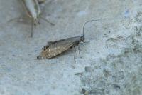 Glyphipterix thrasonella