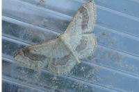 Idaea aversata