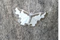 Lomaspilis marginata
