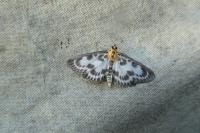 Anania hortulata