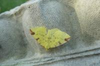 Opisthograptis luteolata