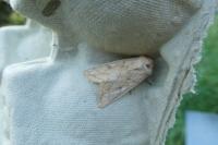 Mythimna vitellina