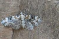 Eupithecia pulchellata