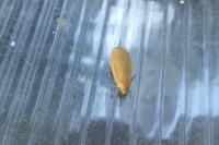 Wittia sororcula
