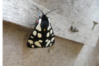 Arctia villica